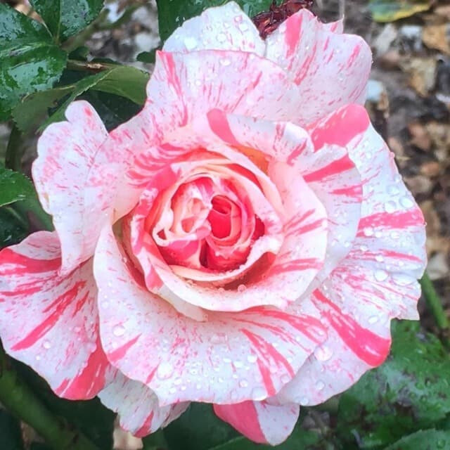 Роза Филателия – вид 4