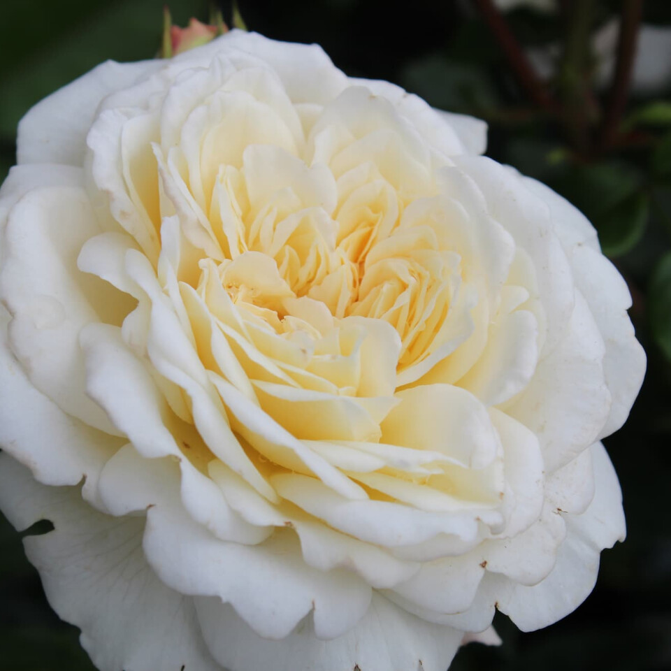 Роза Транквилити – вид 2