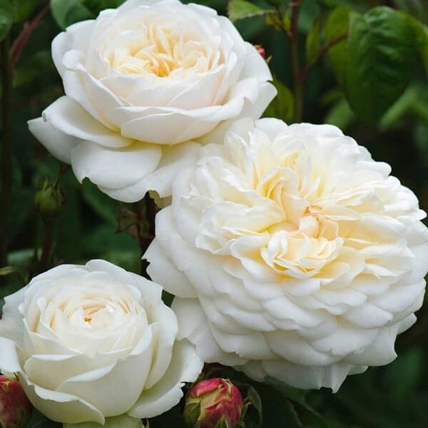 Роза Транквилити – вид 3