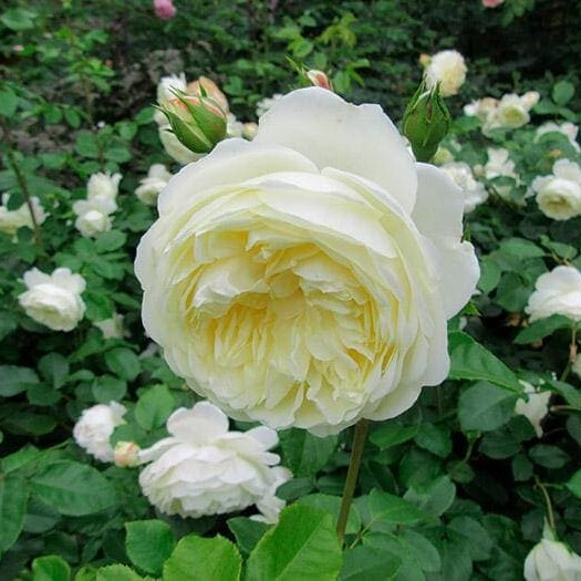 Роза Транквилити – вид 4