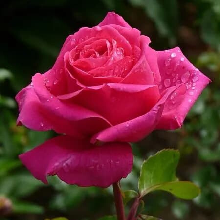 Роза Топаз – вид 2