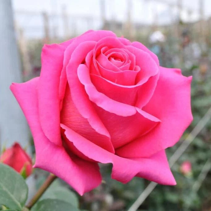 Роза Топаз – вид 3