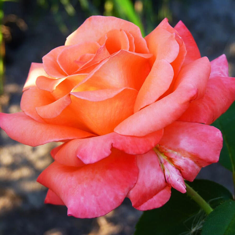 Роза Султан – вид 4
