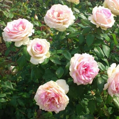 Роза Сувенир де Баден-Баден – вид 2