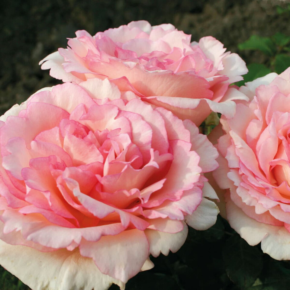 Роза Сувенир де Баден-Баден – вид 3