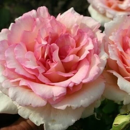 Роза Сувенир де Баден-Баден – вид 4