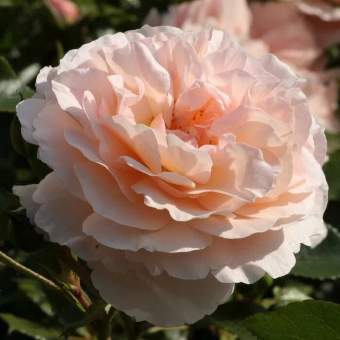 Роза Себастьян Кнейп – вид 4