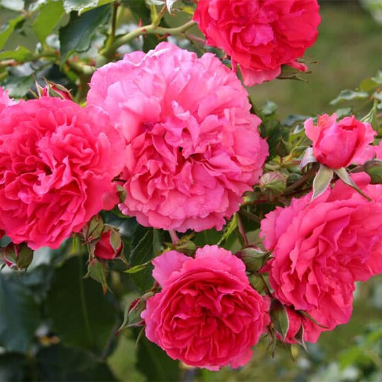 Роза Розариум Ютерсен – вид 3