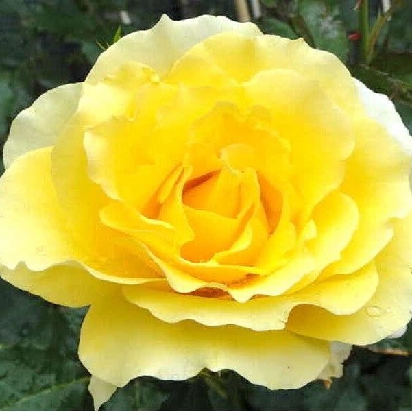 Роза Римоза – вид 2