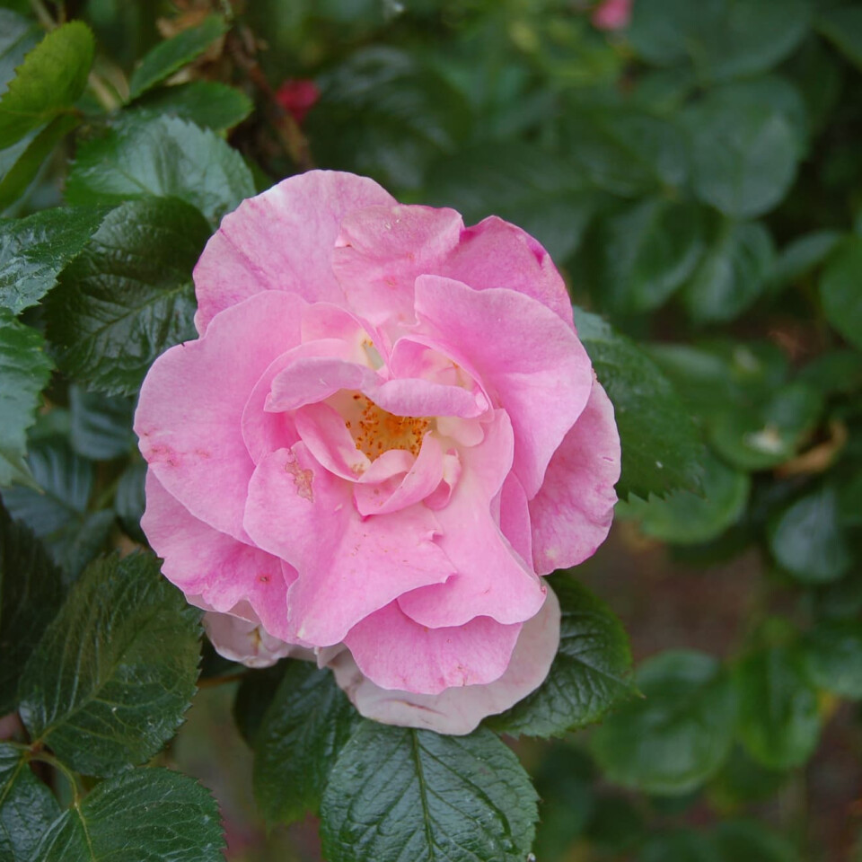 Роза Пинк Робуста – вид 4