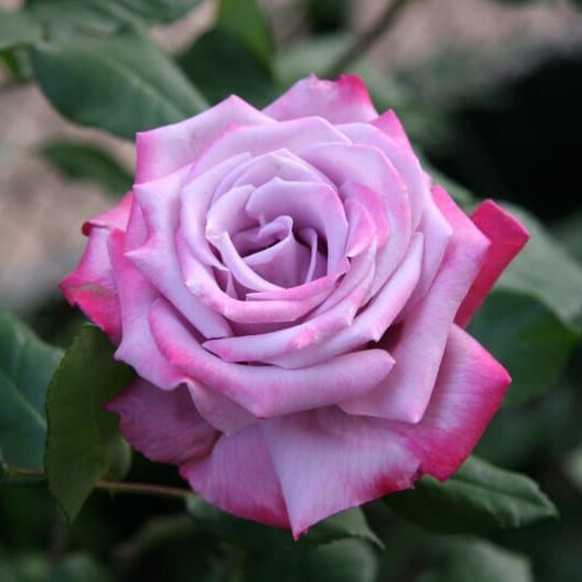 Роза Парадайз – вид 2