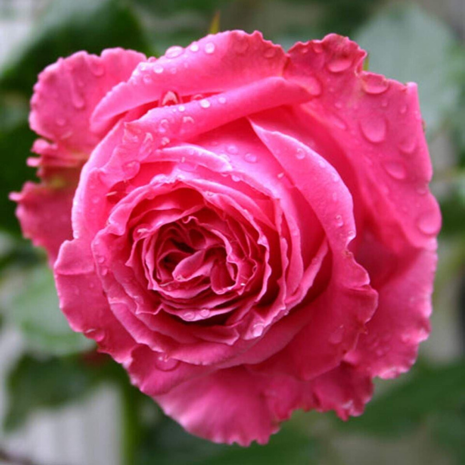 Роза Огюст Ренуар – вид 4
