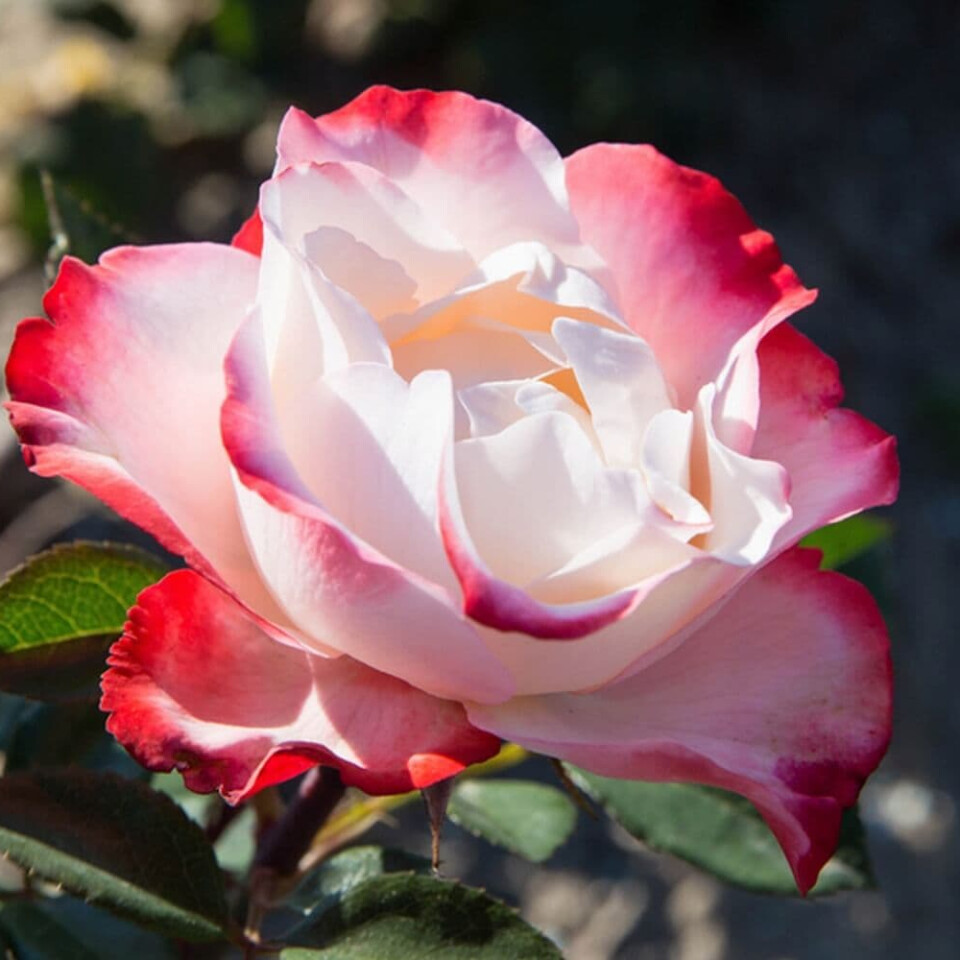 Роза Ностальжи – вид 3