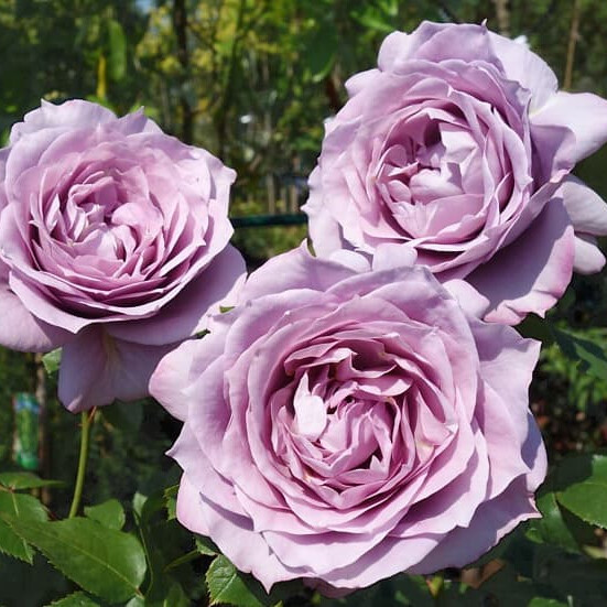 Роза Новалис – вид 4