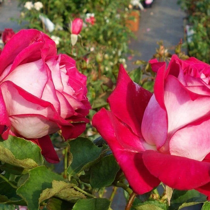 Роза Моника Белуччи – вид 3