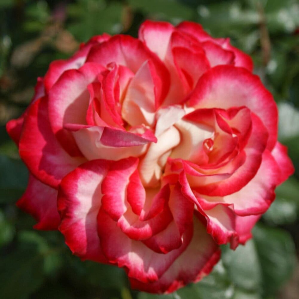 Роза Маврикий – вид 4