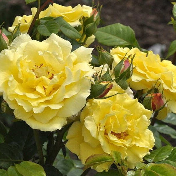 Роза Лихткёнингин Лючия – вид 2