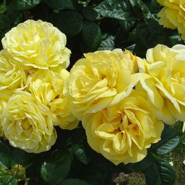 Роза Лихткёнингин Лючия – вид 3