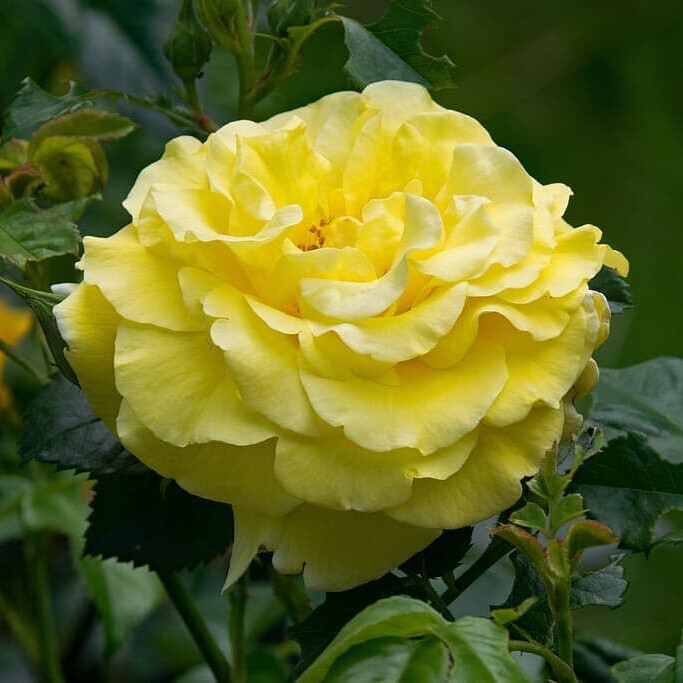 Роза Лихткёнингин Лючия – вид 4