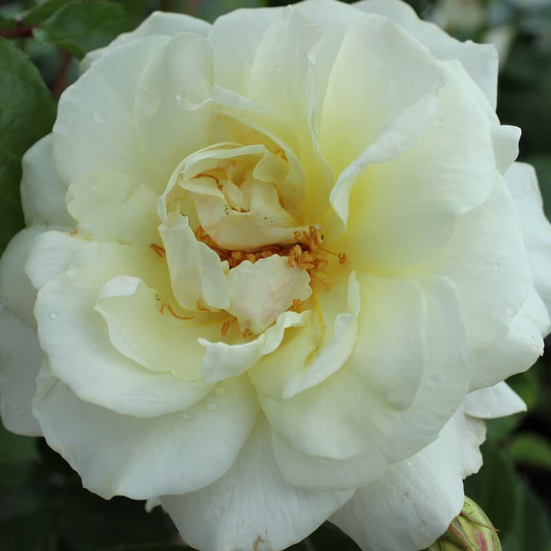 Роза Лемон Романтика – вид 2