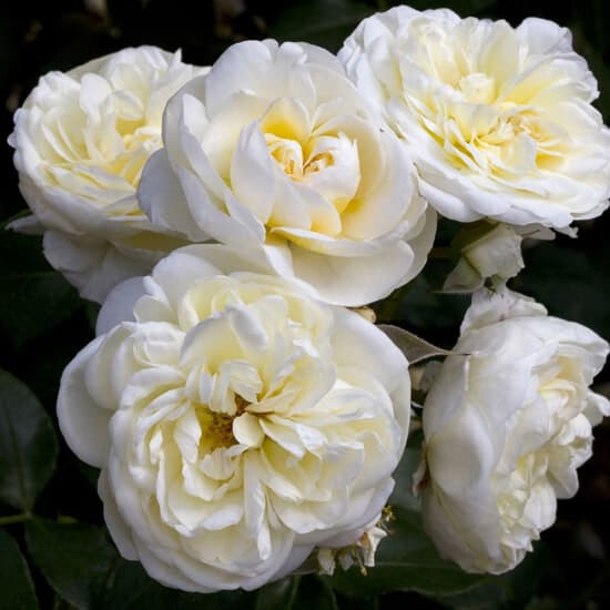 Роза Лемон Романтика – вид 3