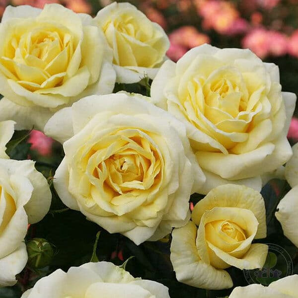 Роза Лемон Романтика – вид 4