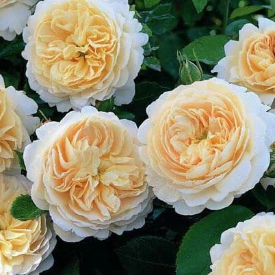 Роза Крокус Роуз – вид 2
