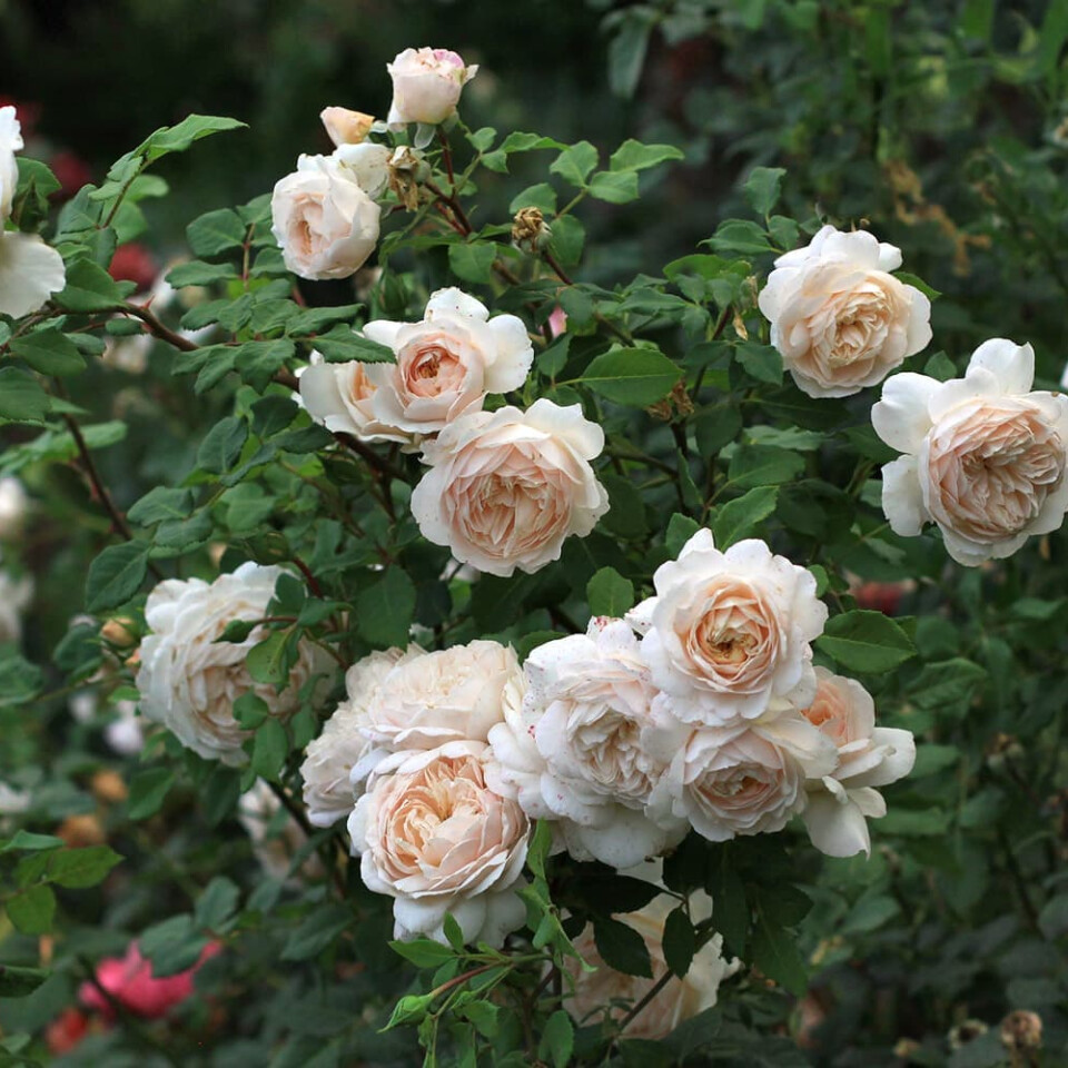 Роза Крокус Роуз – вид 3