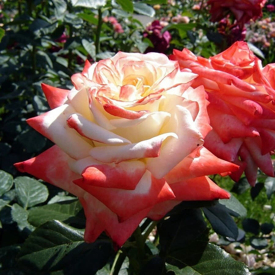 Роза императрица Фарах – вид 2