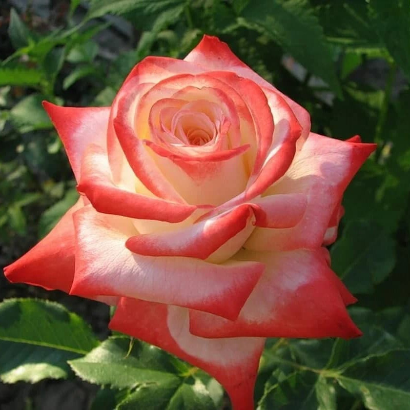 Роза императрица Фарах – вид 3