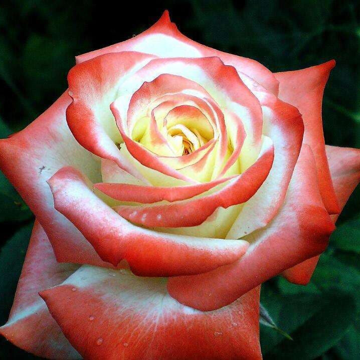 Роза императрица Фарах – вид 4