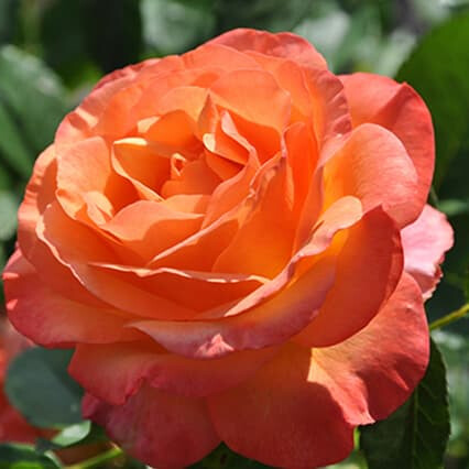 Роза Ибица – вид 4