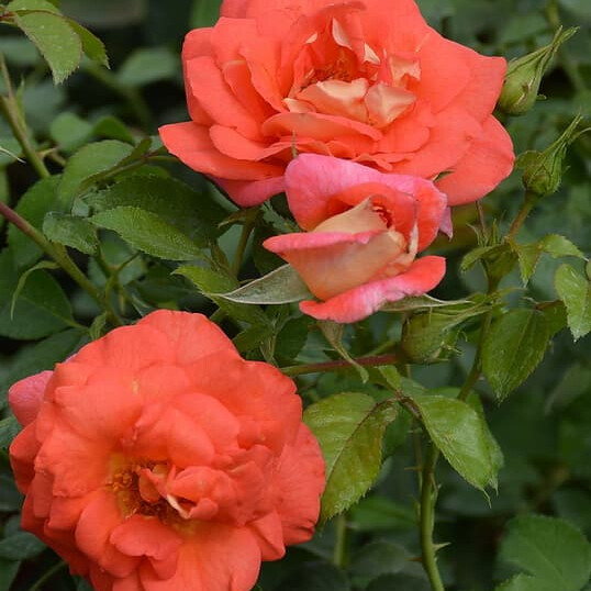 Роза Зоммерзоне – вид 3