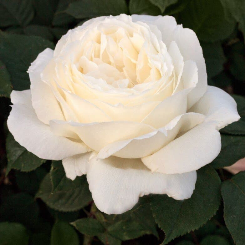 Роза Жанна Моро – вид 2