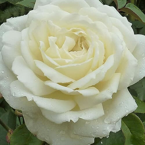 Роза Жанна Моро – вид 3