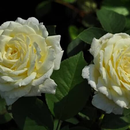 Роза Жанна Моро – вид 4
