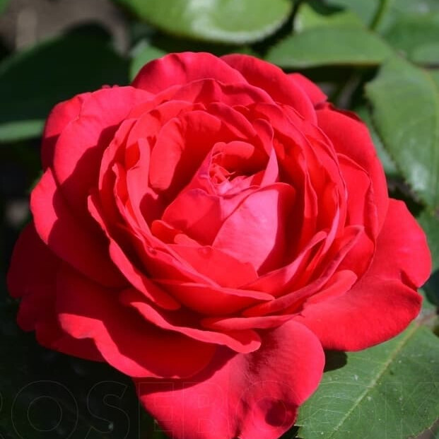 Роза Доминика – вид 3