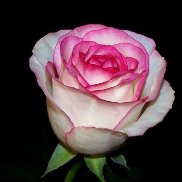 Роза Дольче Вита – вид 4