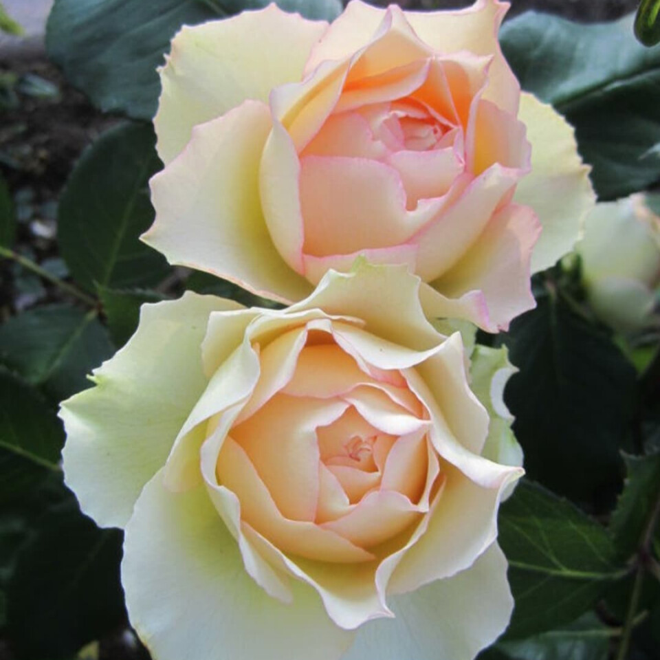 Роза Джалита – вид 4