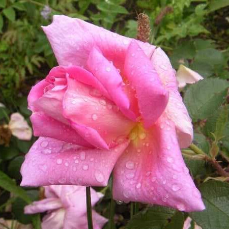 Роза Делисиа – вид 3