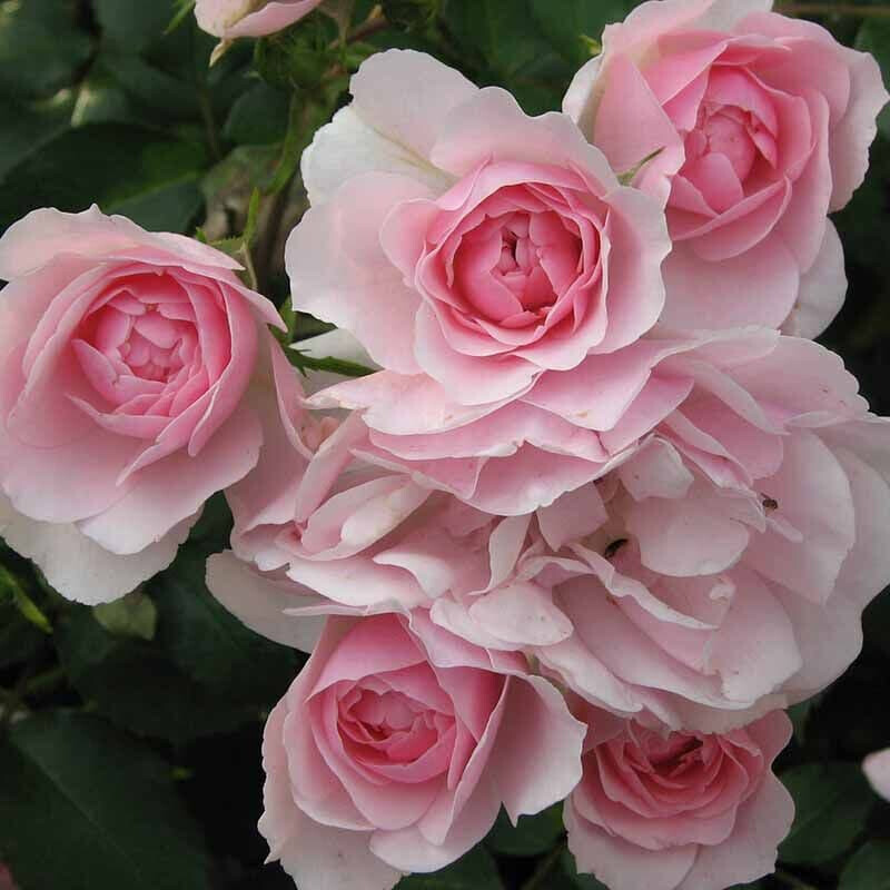 Роза Боника 82 – вид 4
