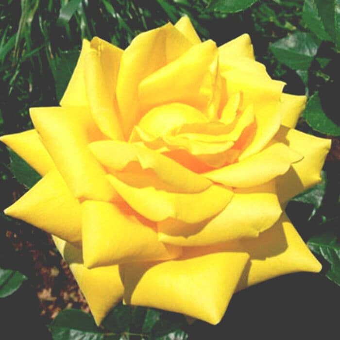 Роза Беролина – вид 2