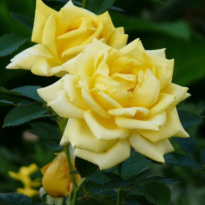 Роза Беролина – вид 4