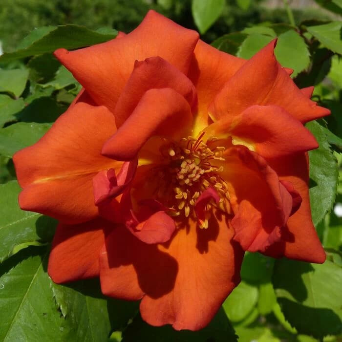 Роза Ариель Домбаль – вид 4