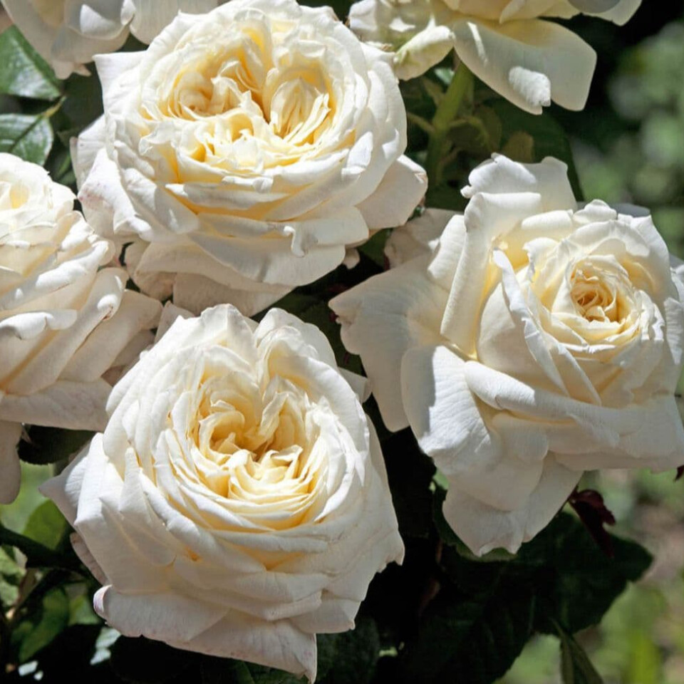 Роза Ариана де Ротшильд – вид 3