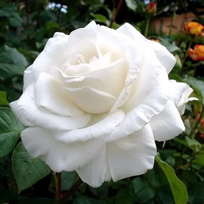 Роза Аннапурна – вид 2
