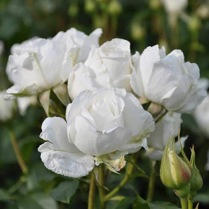 Роза Аннапурна – вид 3