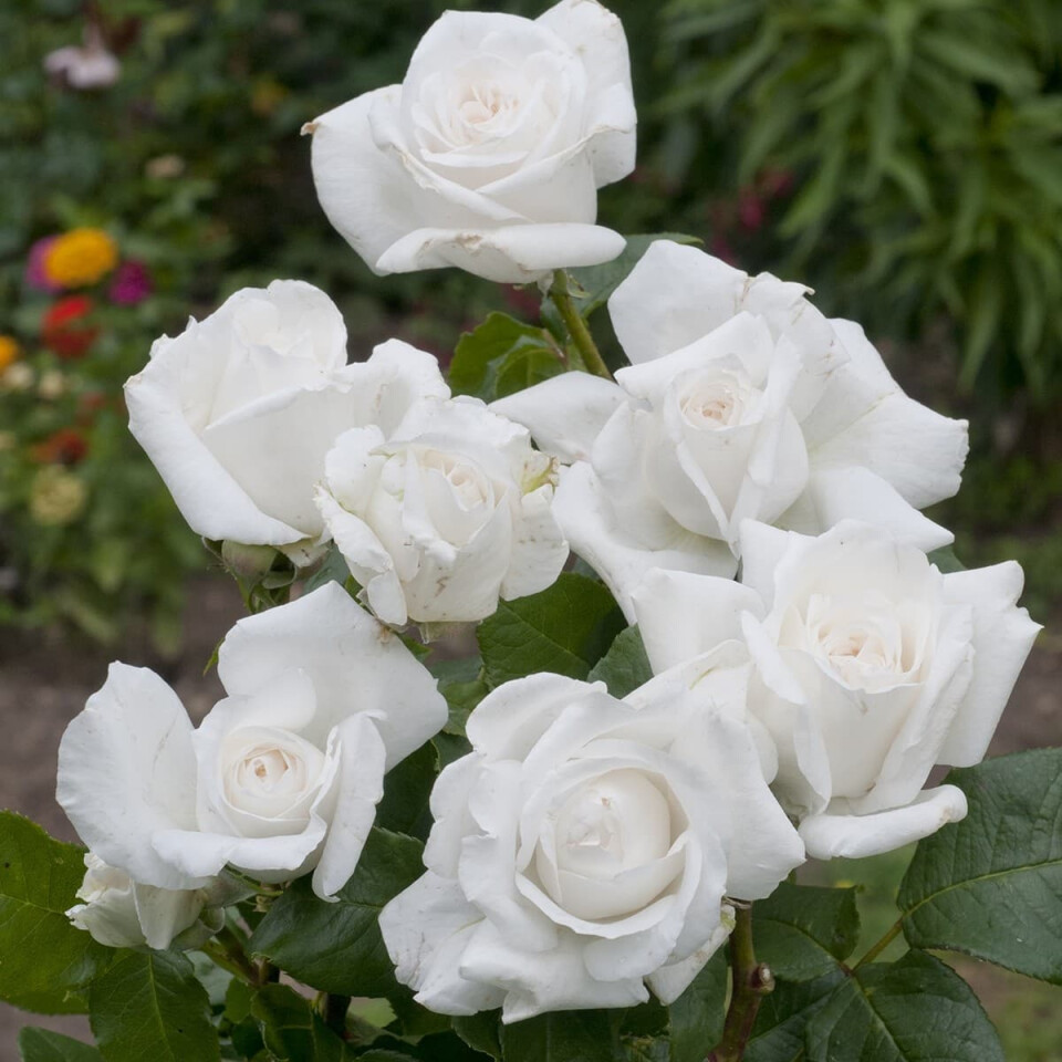 Роза Аннапурна – вид 4