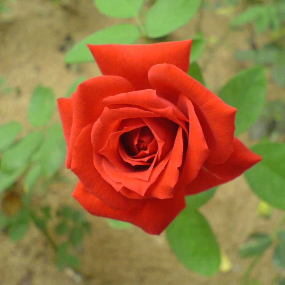 Роза Амадья – вид 3