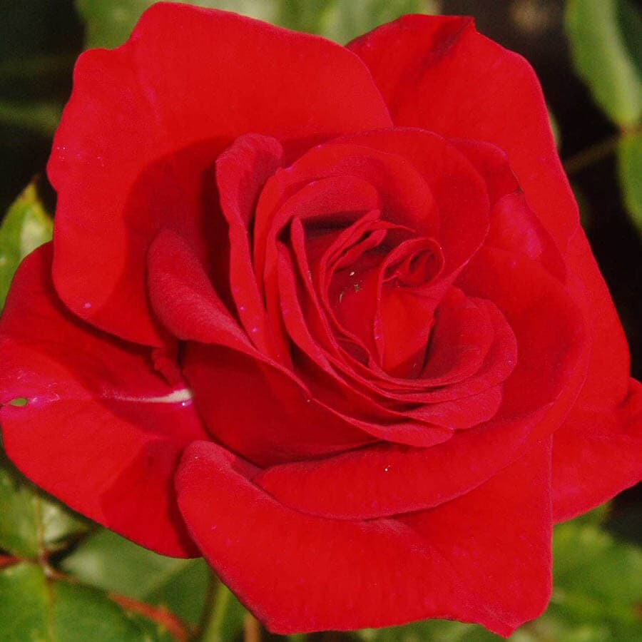 Роза Аллотрия – вид 3